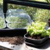 Green Basics Grow Tray & saucer