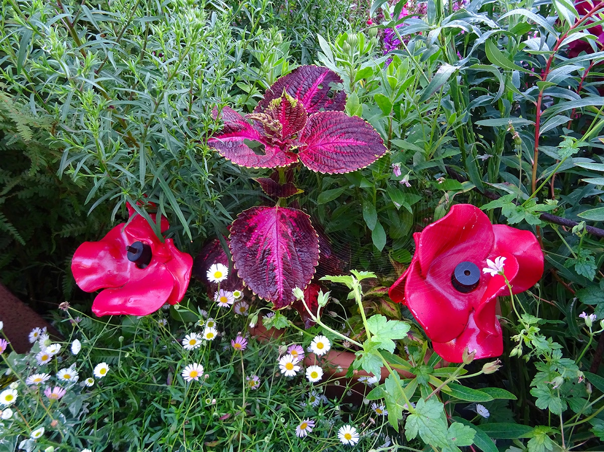 Red poppies from the Tower at Driftwood Garden