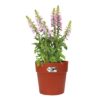 Vibia Straight Round Pot Brique with foxgloves