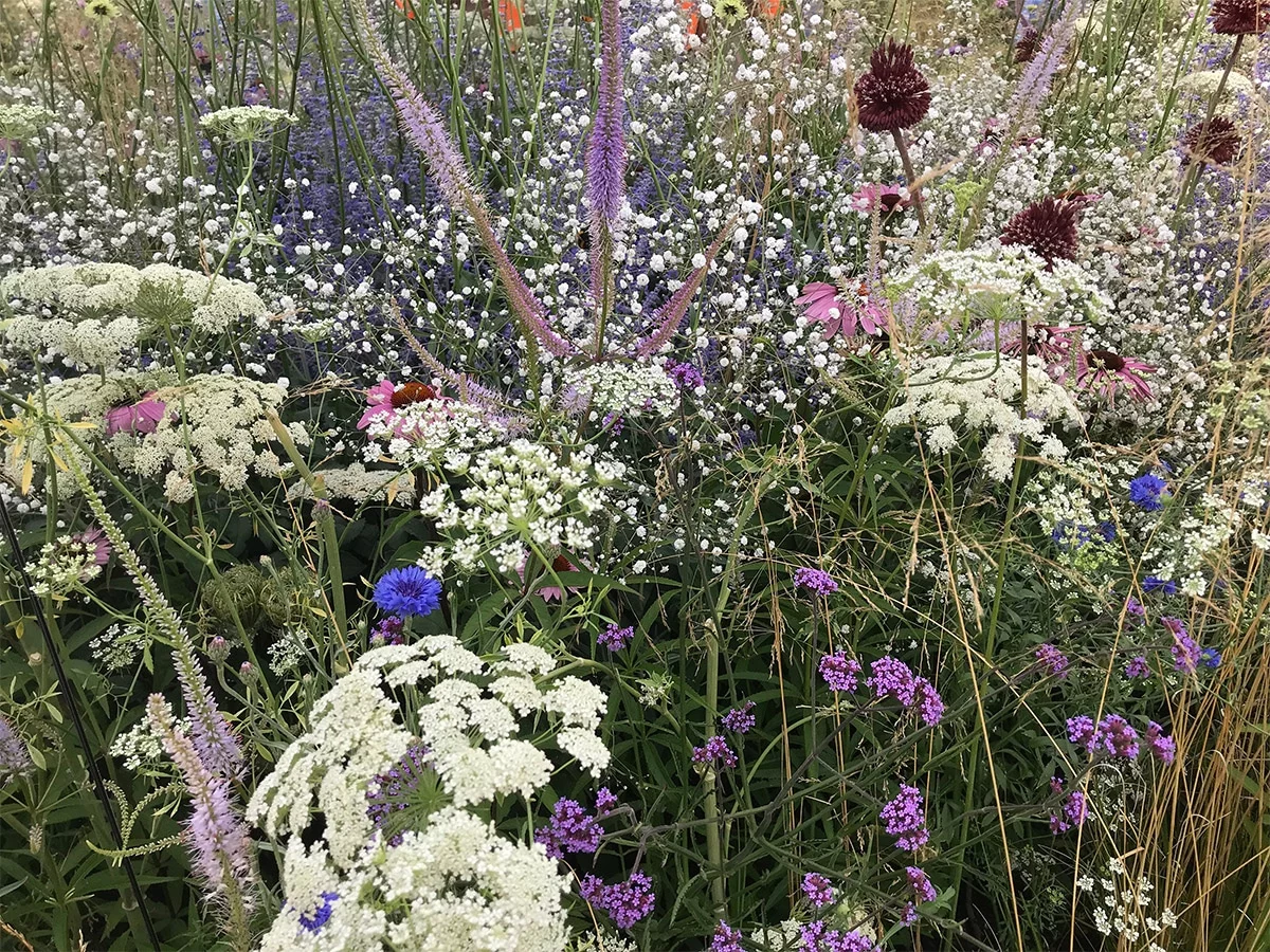 Soft planting at the Dibond Garden / Apeiron 2018 Hampton Court