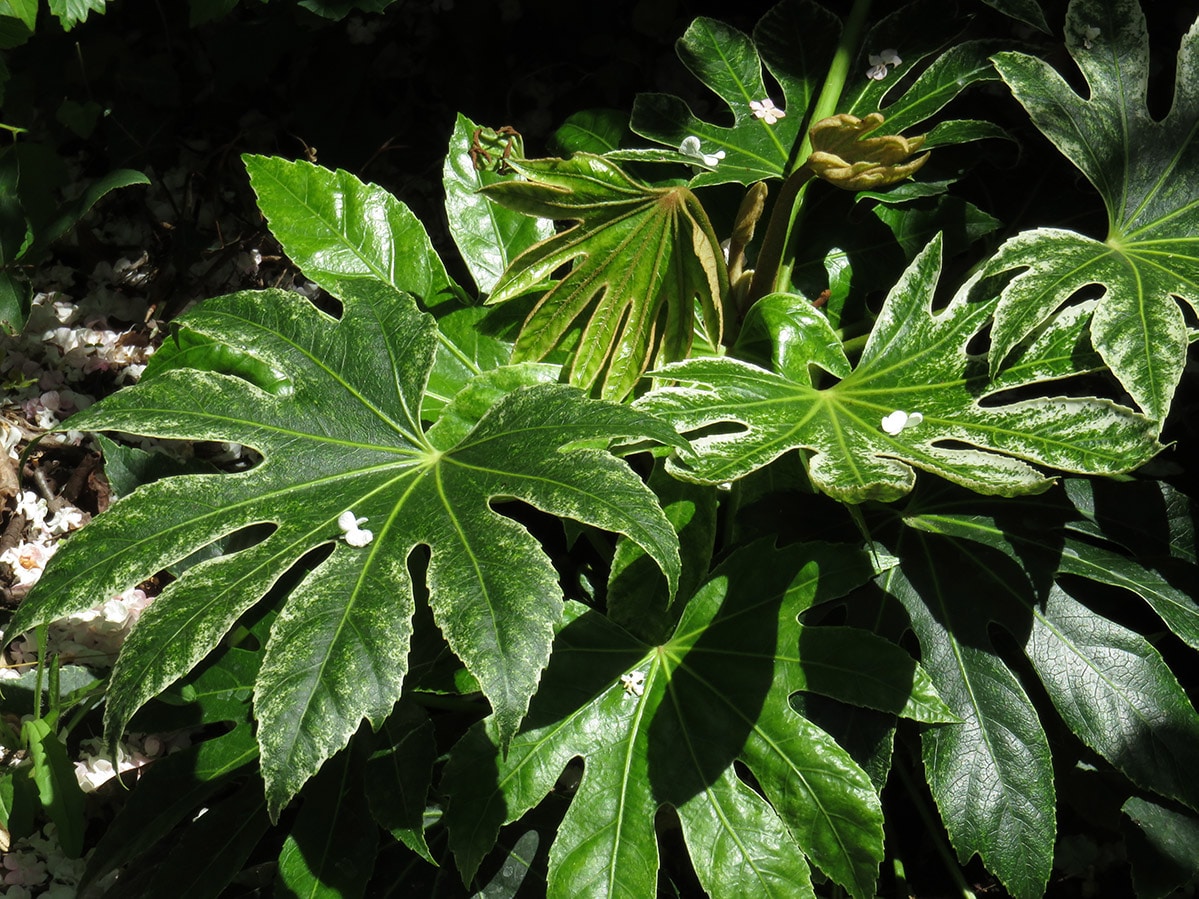 Fatsia Japonica 'Spider Web'