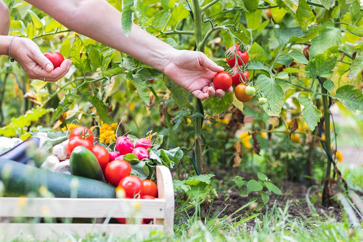 Picking ripe vegetables and fruit