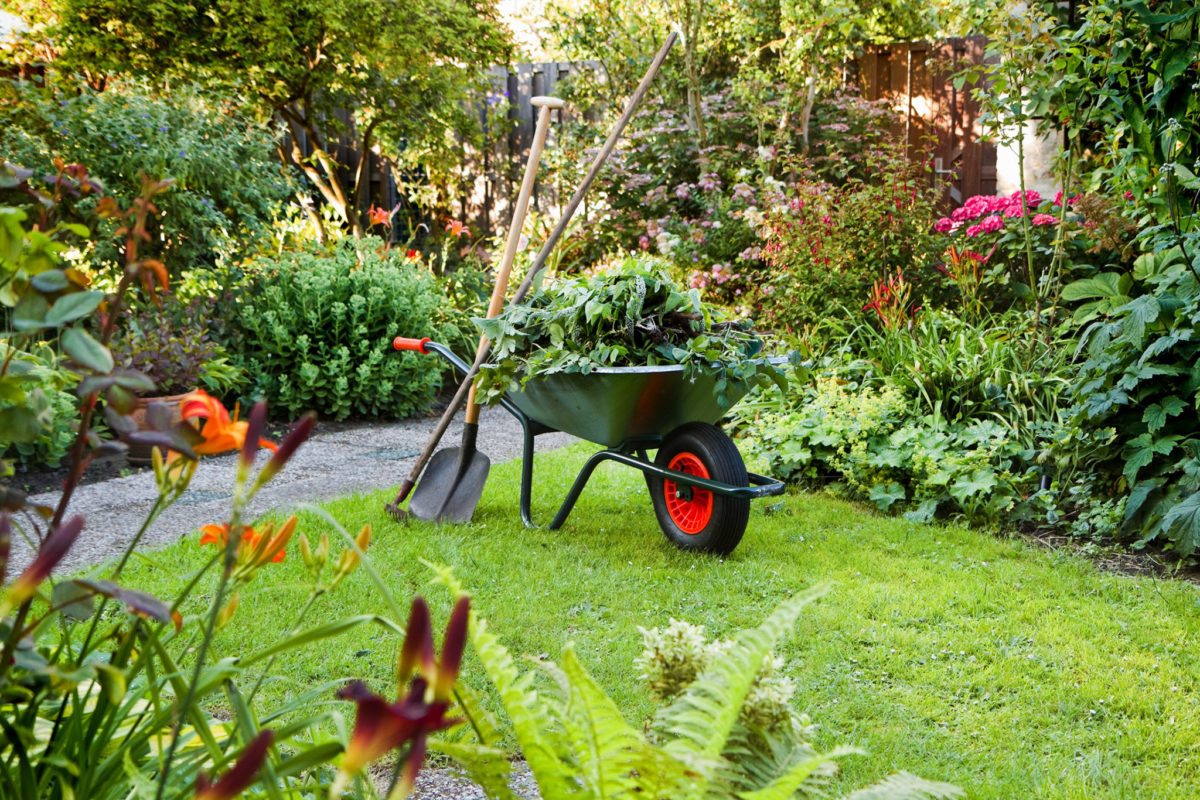 Garden in summer with wheelbarrow of weeds and pruned plants