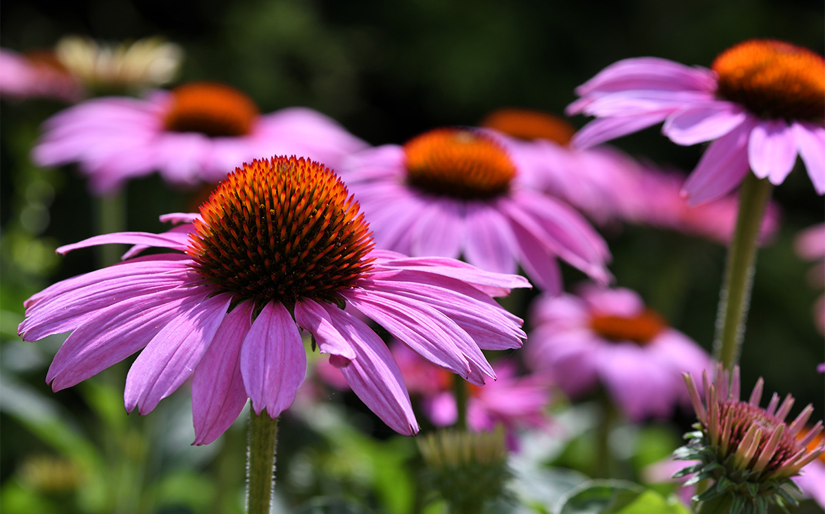 Echinacea