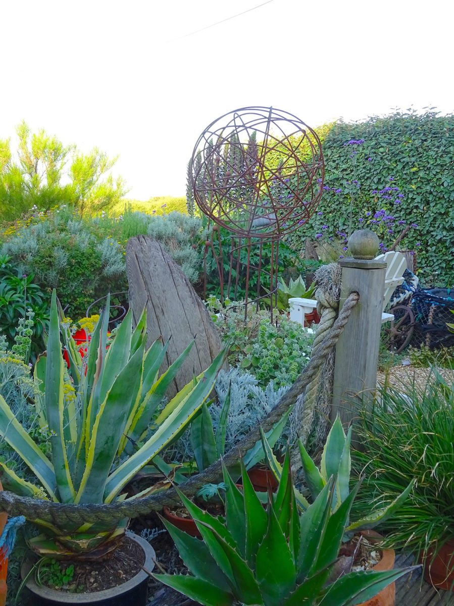 Agave in pots at Driftwood
