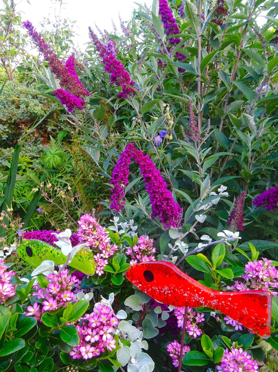 Buddleja at Driftwood Garden