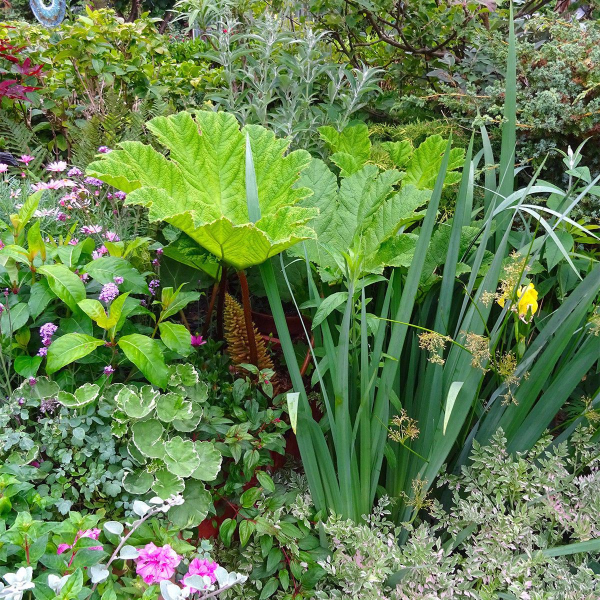 Gunnera at Driftwood Garden