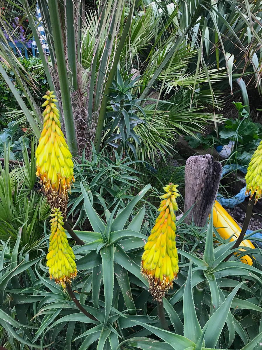 Striatula at Driftwood Garden