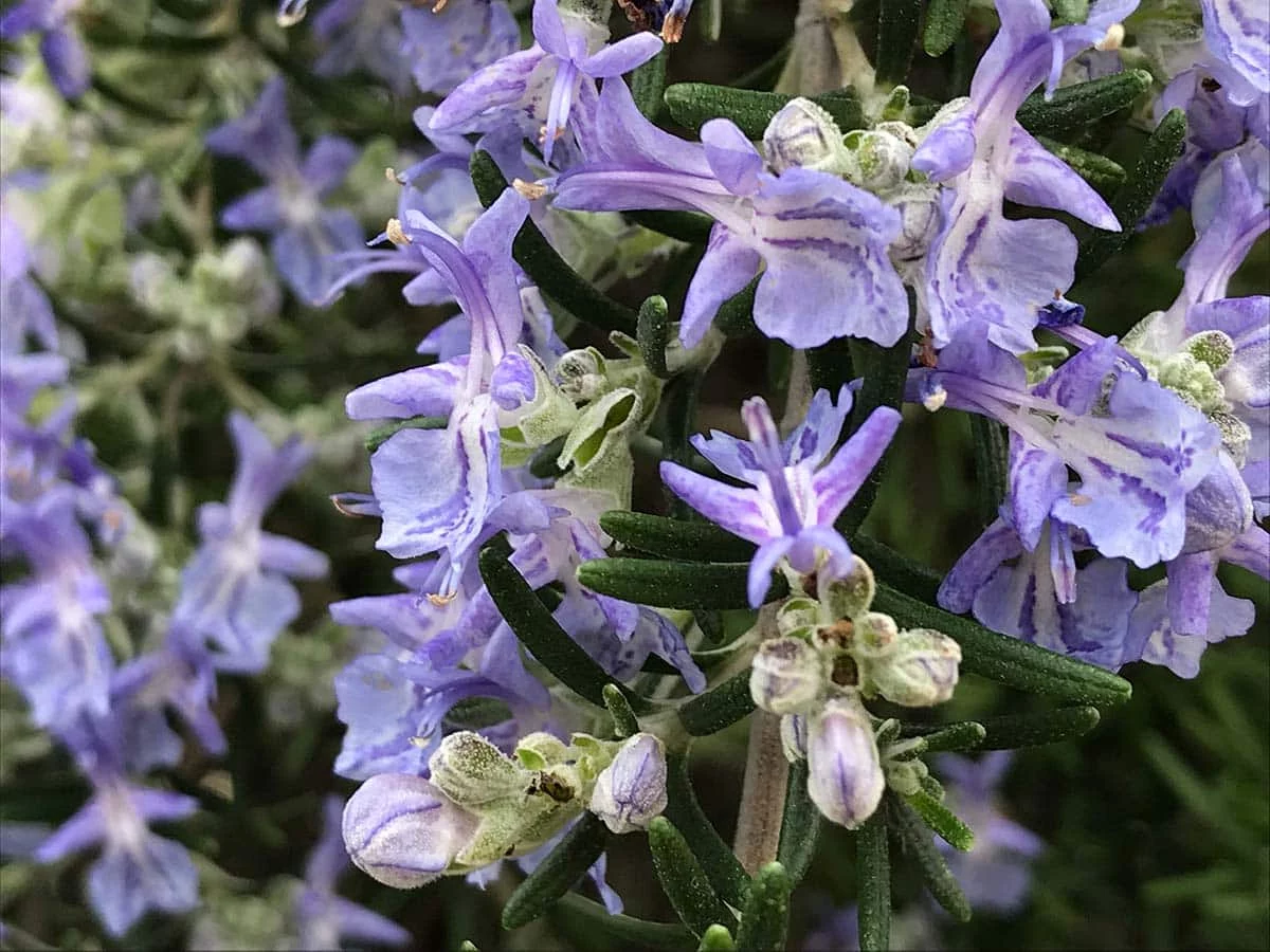 Rosemary plant with blue flowers