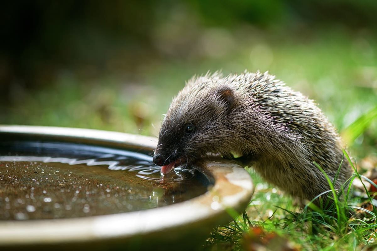 baby hedgehog drinking water from a shallow bowl