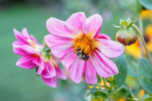 Bee on dahlia flower