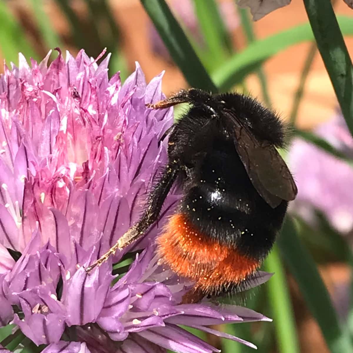 bee on chives