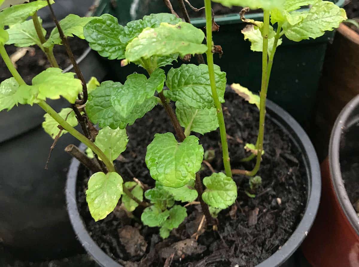 Fresh shoots of mint plant