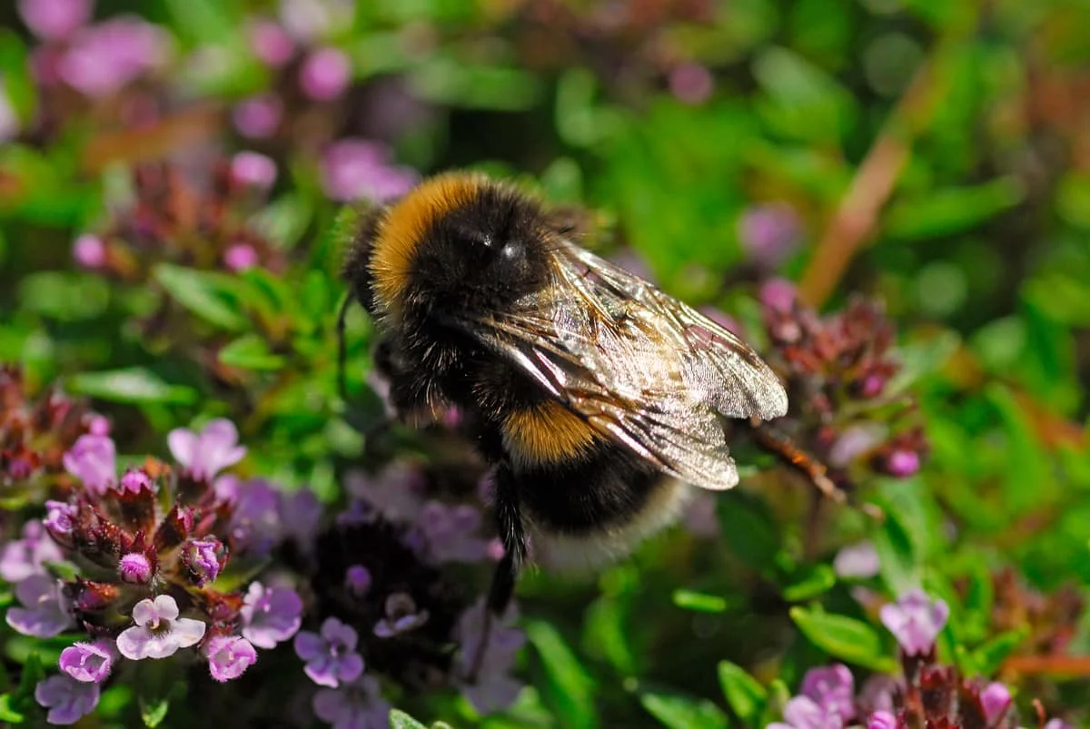 bee on thyme plant