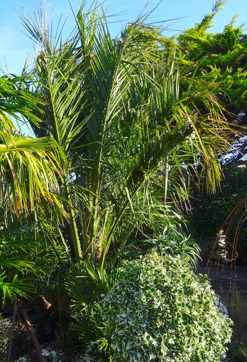 Butia capita at Driftwood Garden