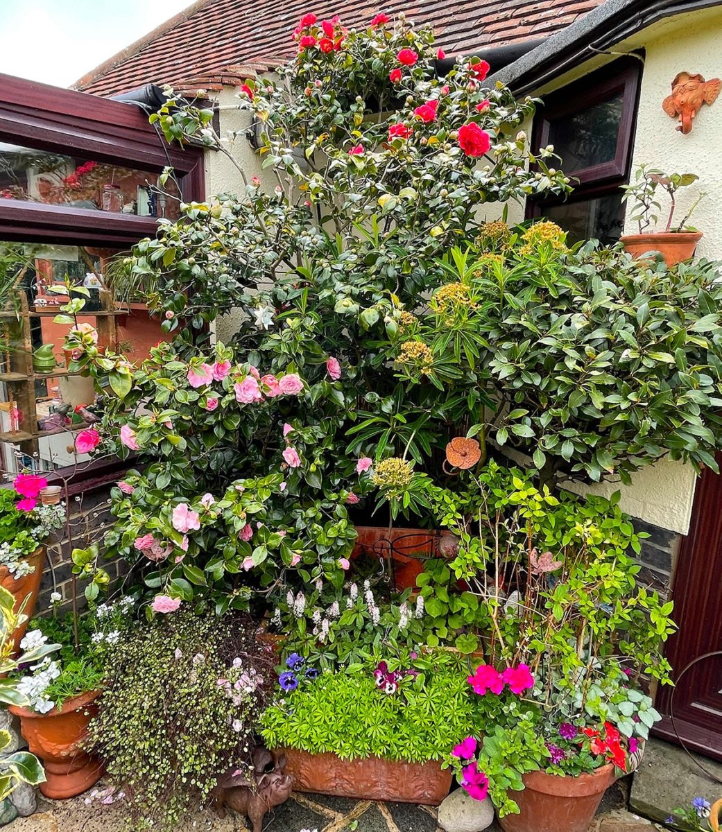 camellias at Driftwood Garden