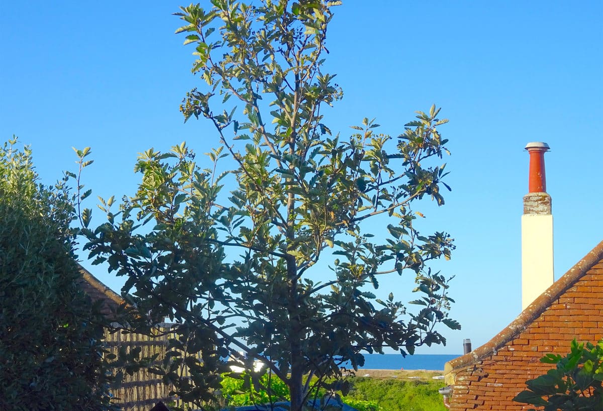Sorbus in Driftwood Garden