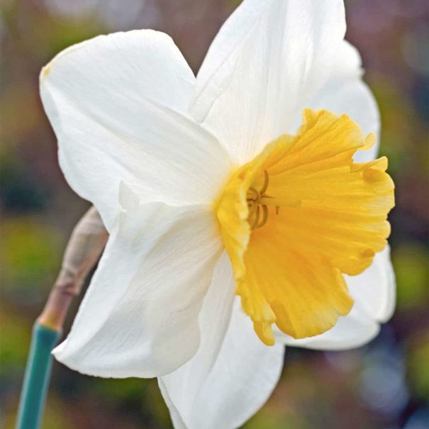 Daffodil Fragrant Breeze