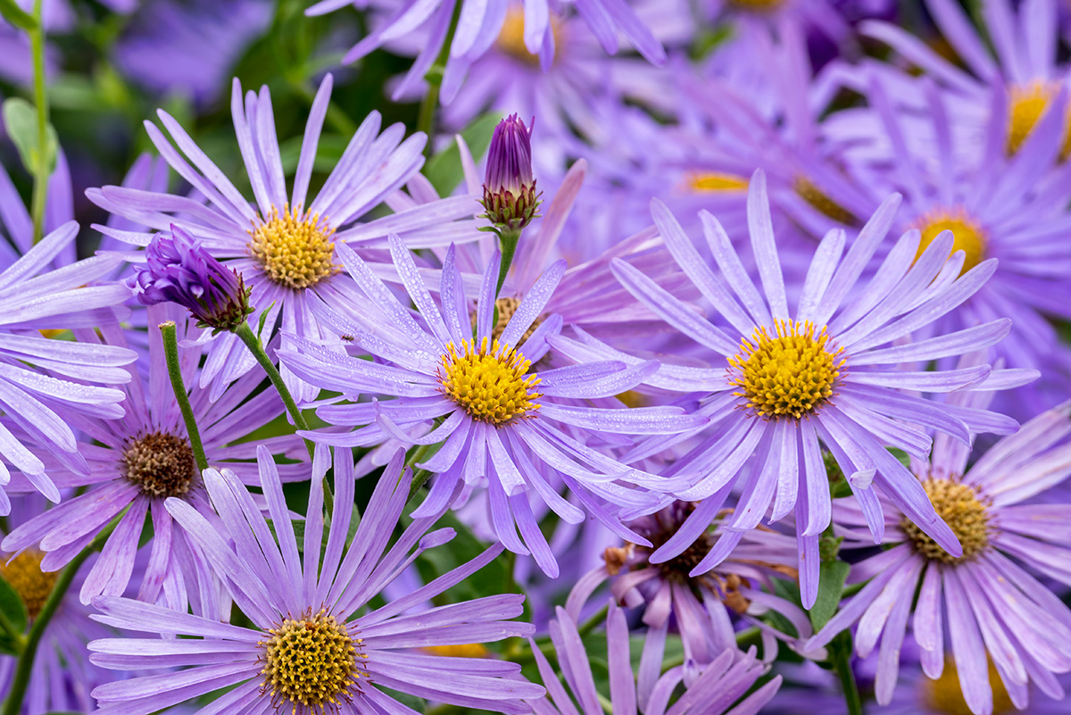 Aster frikartii 'Monch'