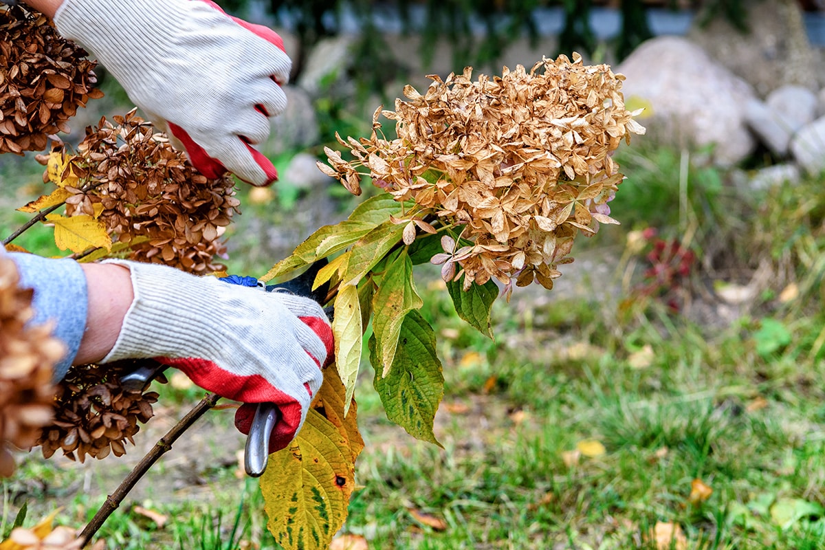 Pruning hydrangea