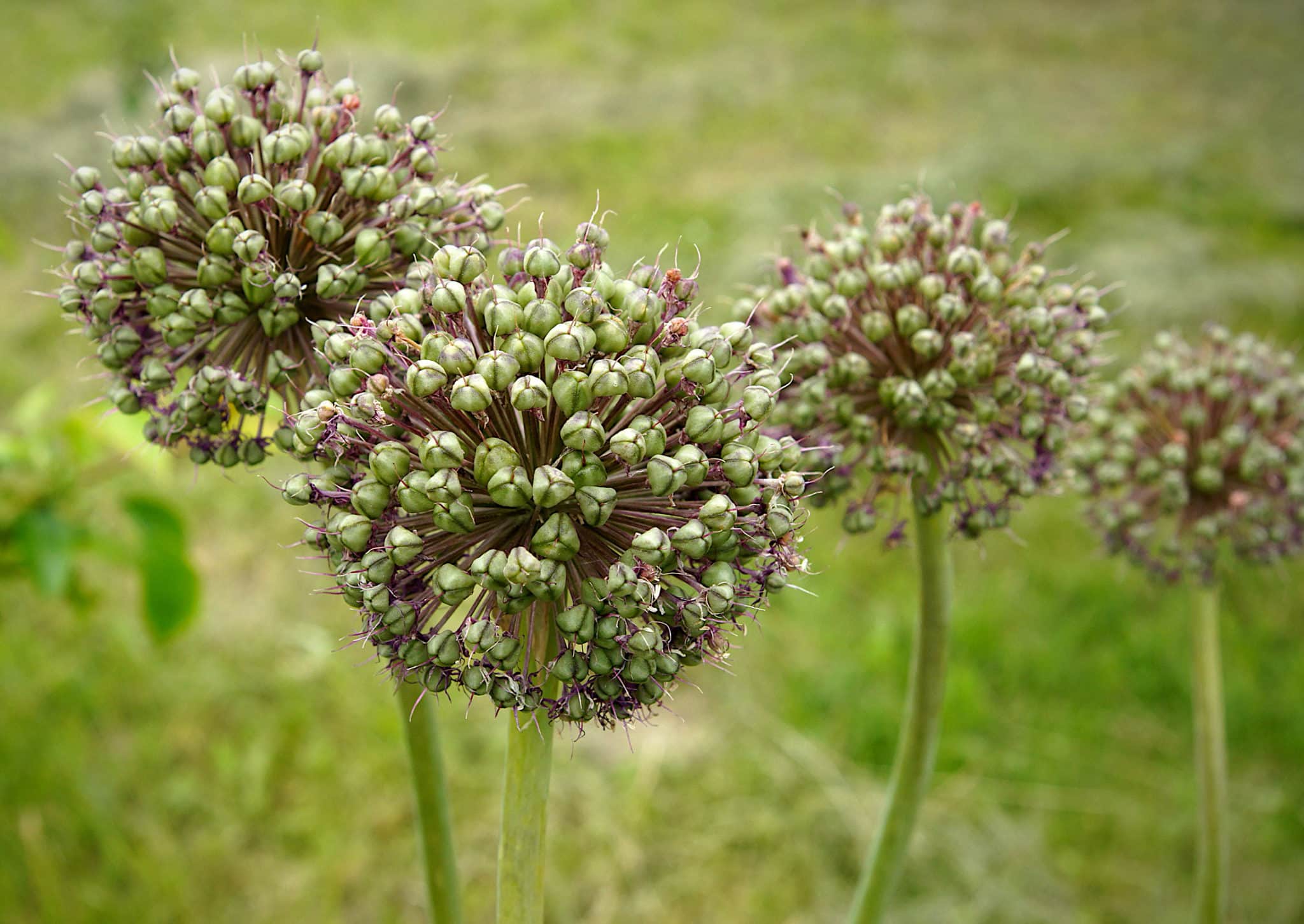 allium seed heads
