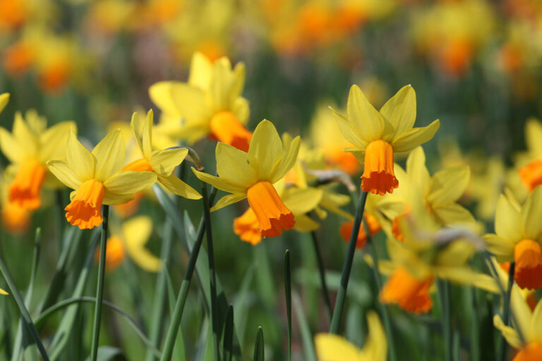 Narcissi 'Jetfire'