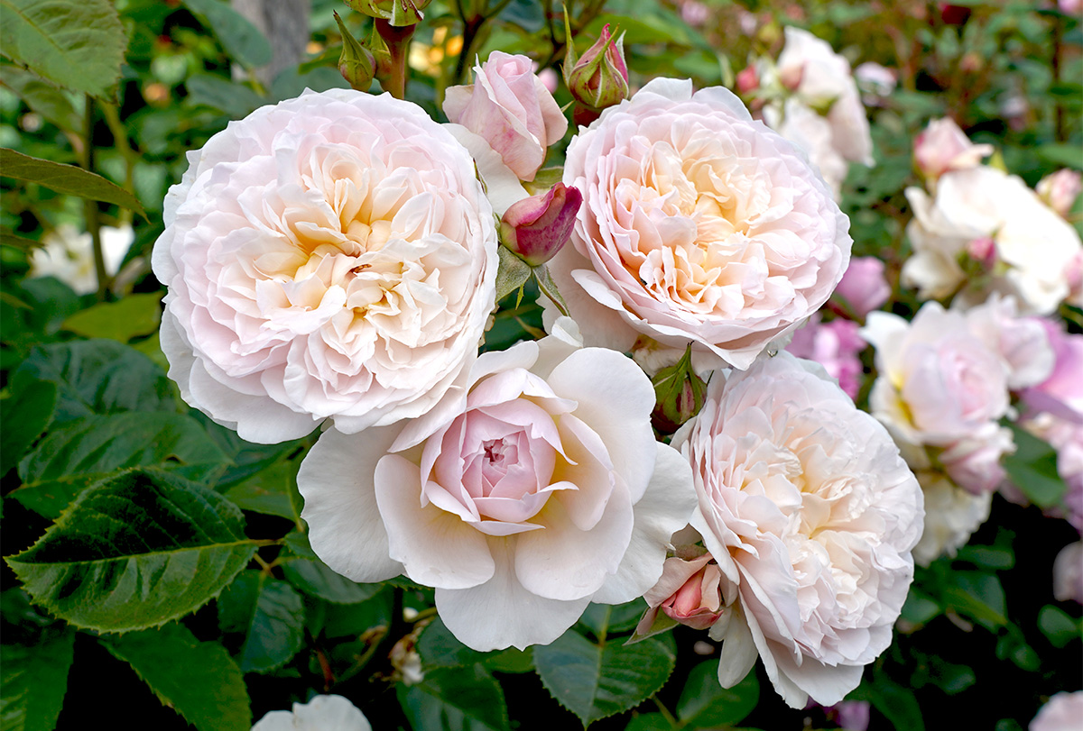 Rose 'Emily Bronte' bred by David Austin Roses