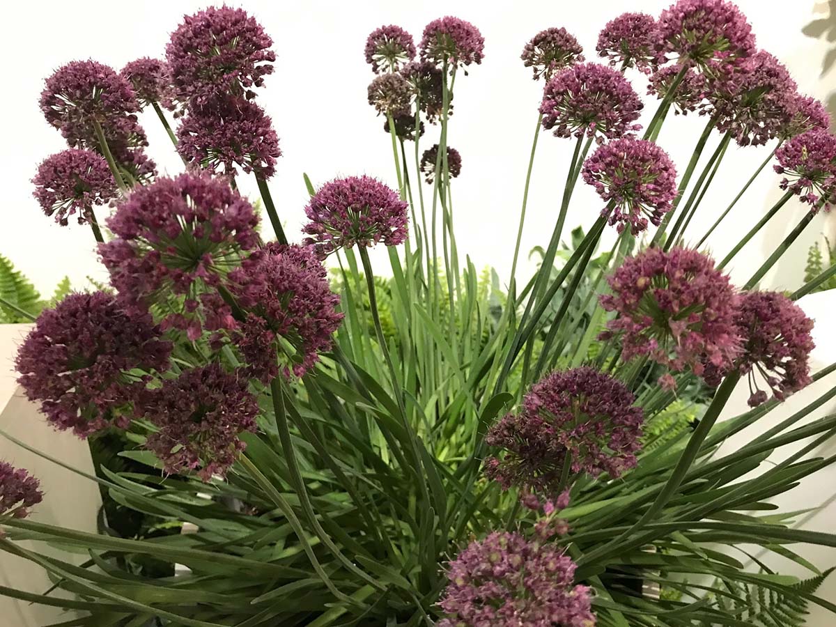 Allium 'Lavender Bubbles'
