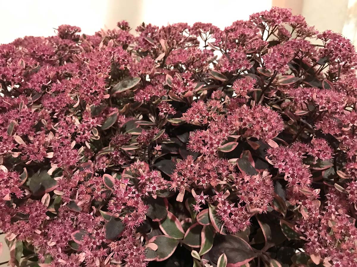 Hylotelephium 'Dream Dazzler’