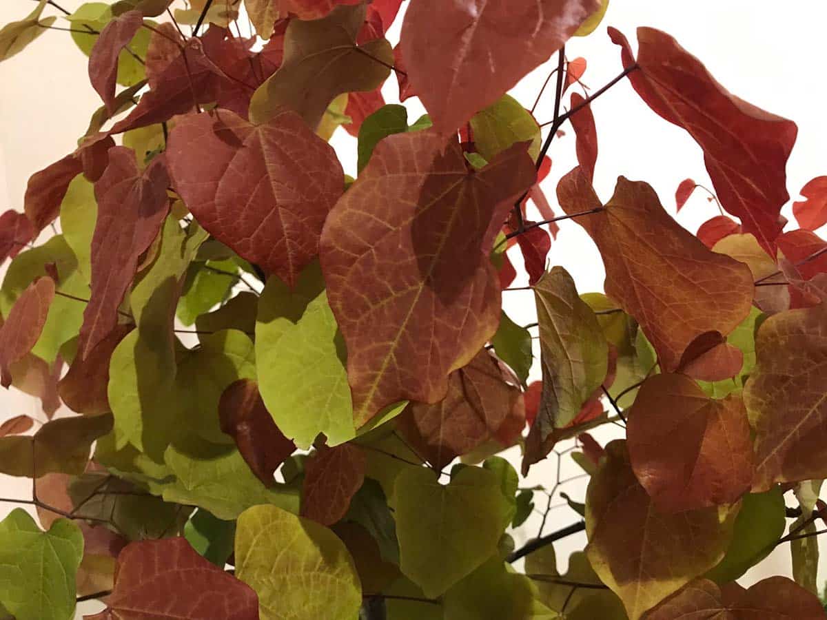 Cercis canadensis ‘Eternal Flame’