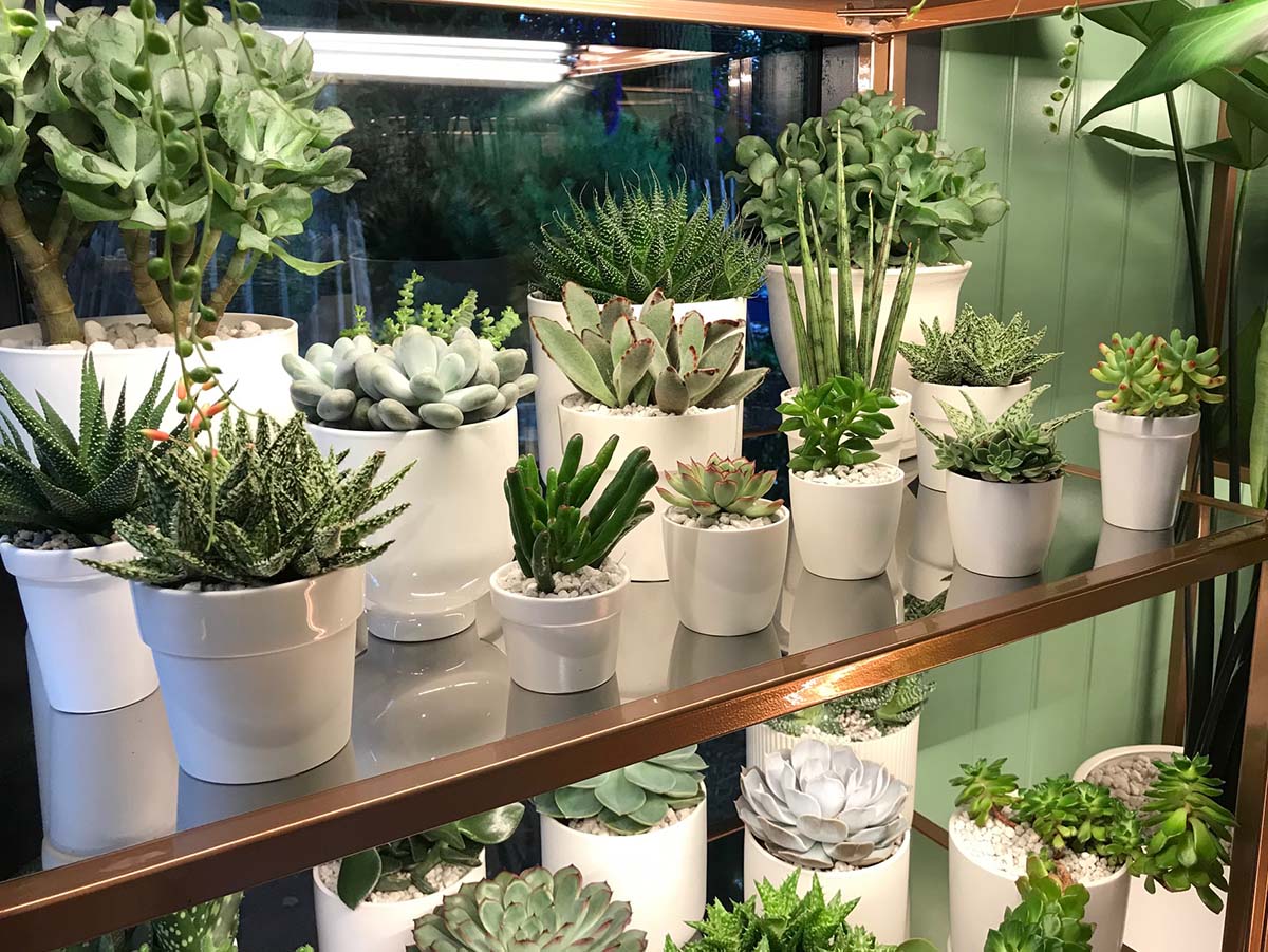 Pharmacy of Houseplants - Chelsea Flower Show 2021