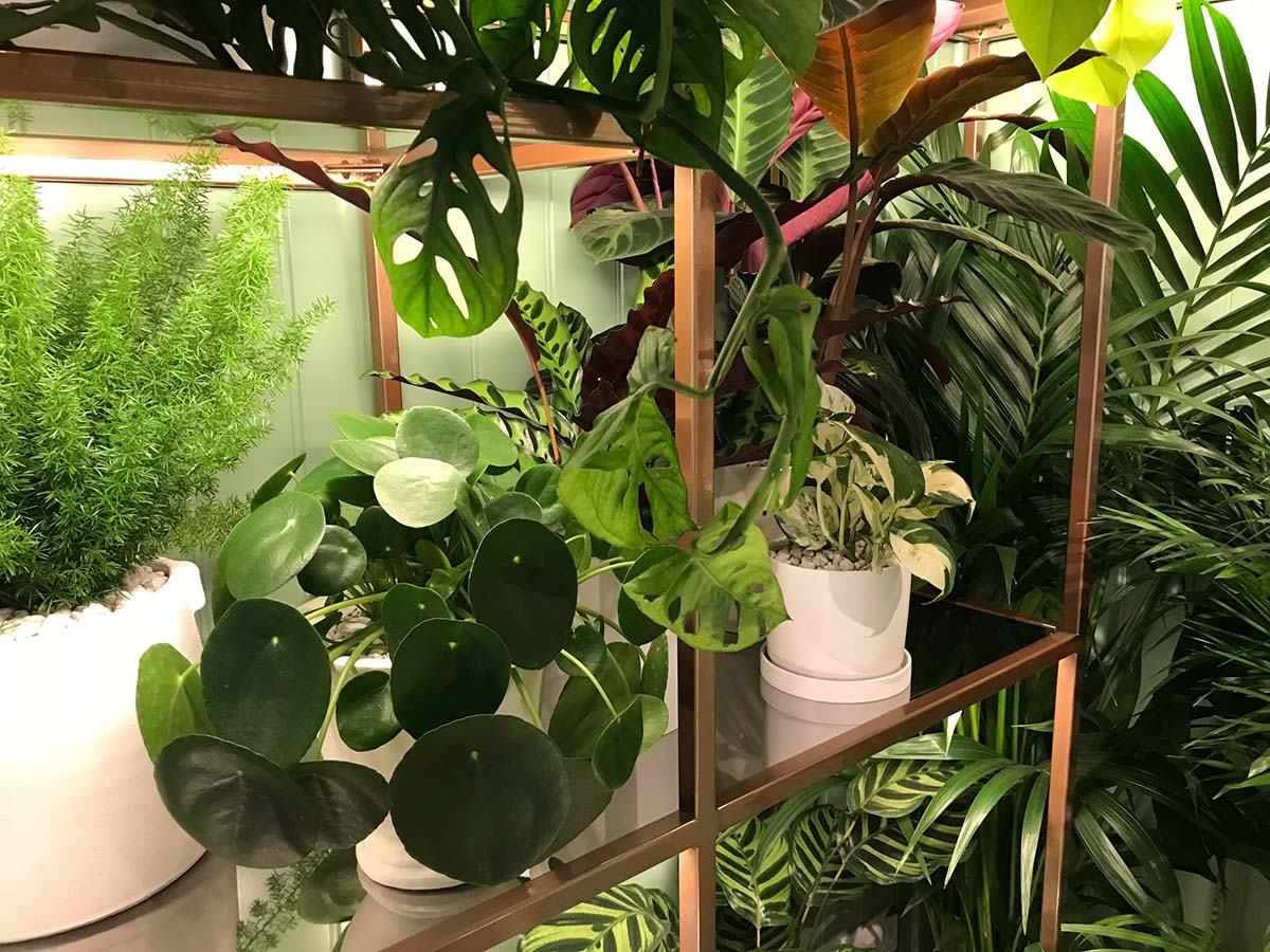 Pharmacy of Houseplants - Chelsea Flower Show 2021