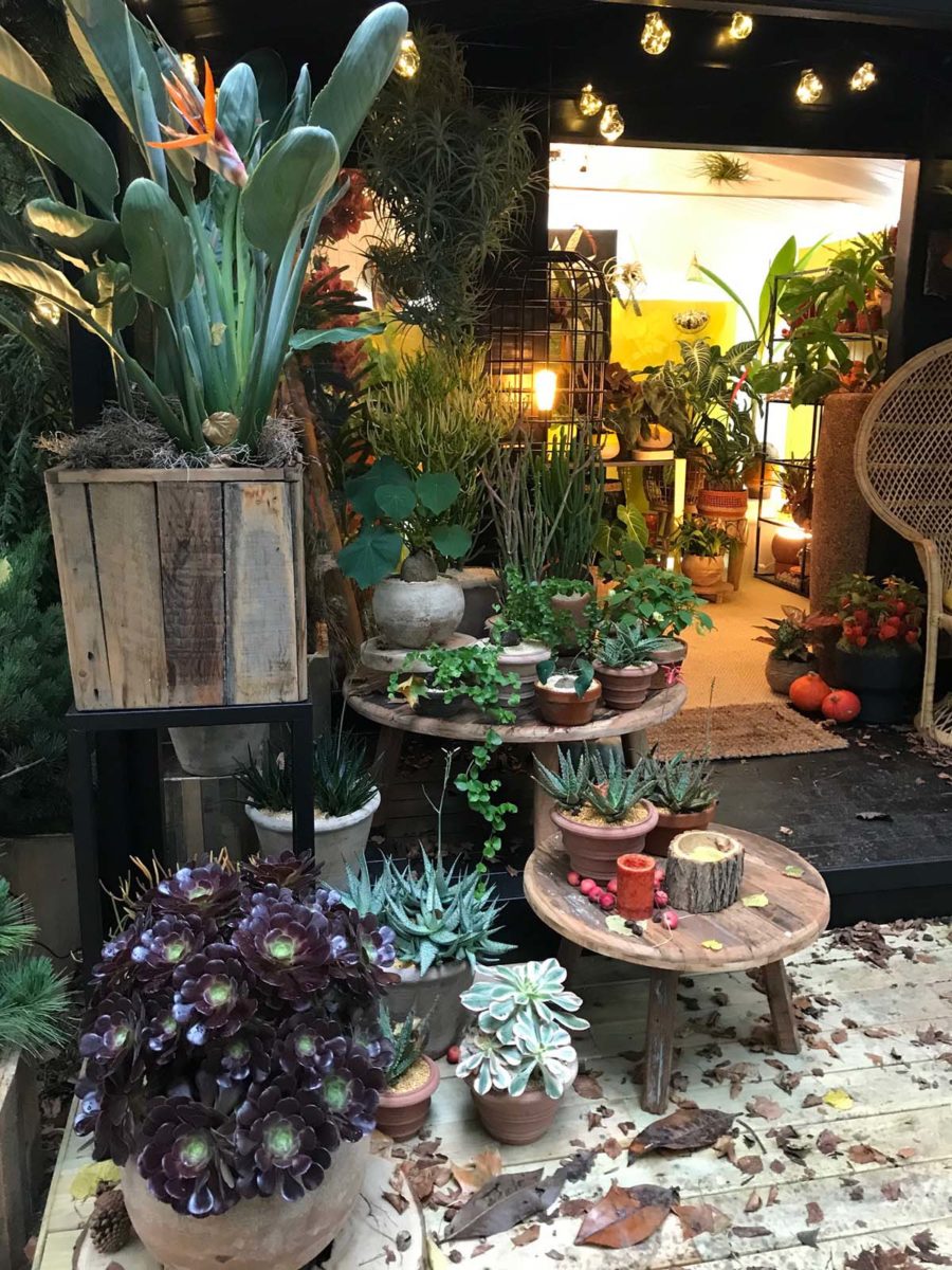 Celebrate Autumn with Houseplants - Chelsea Flower Show 2021