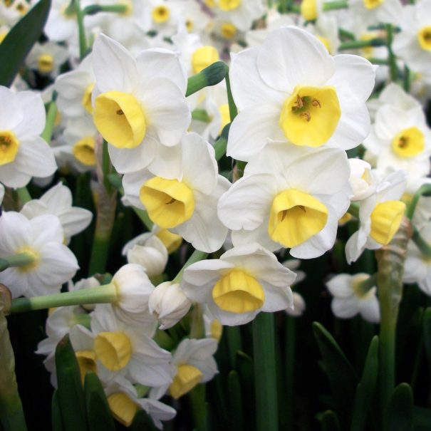 Daffodil Avalanche