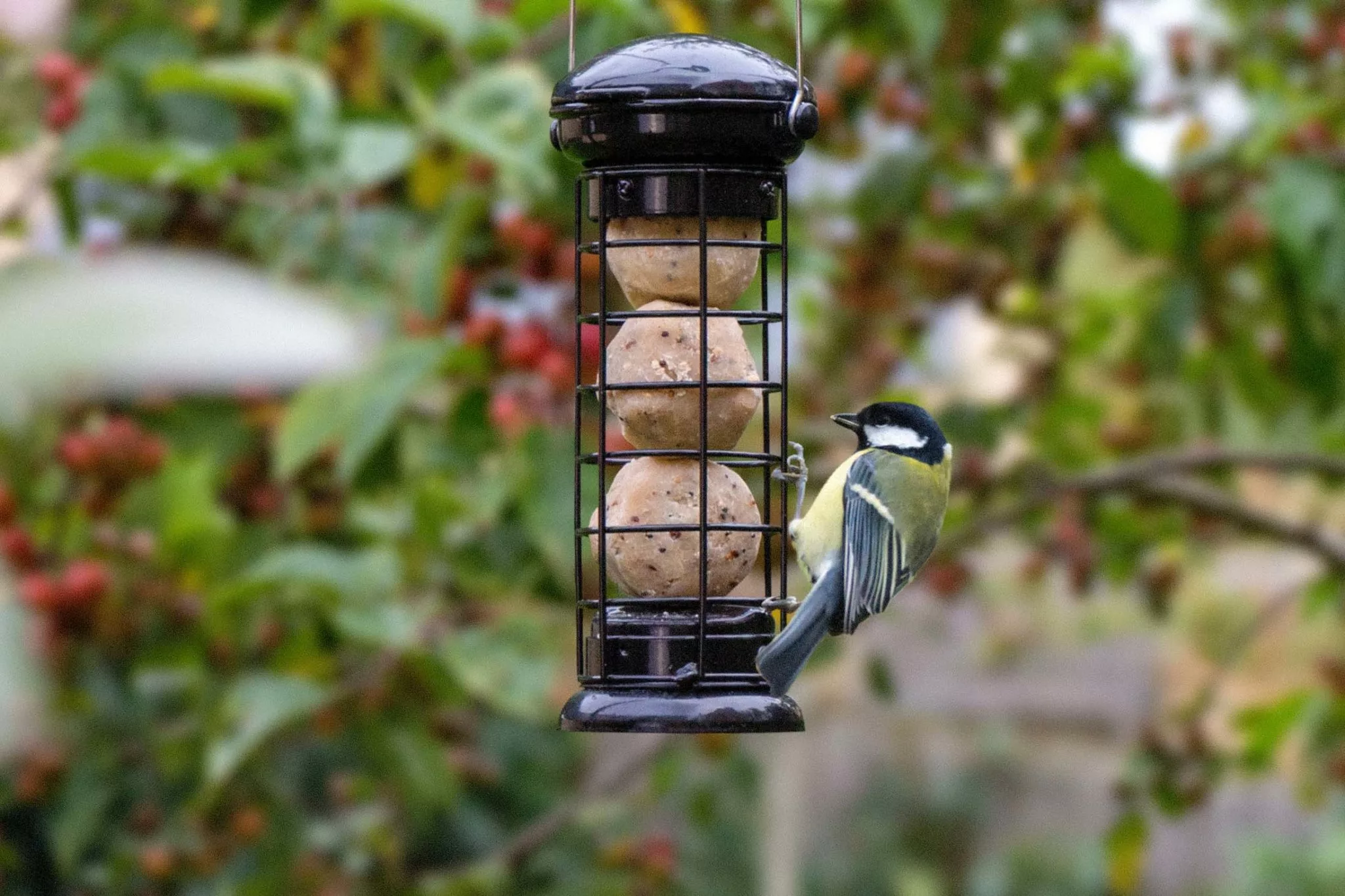 RJ suet balls in hanging feeder