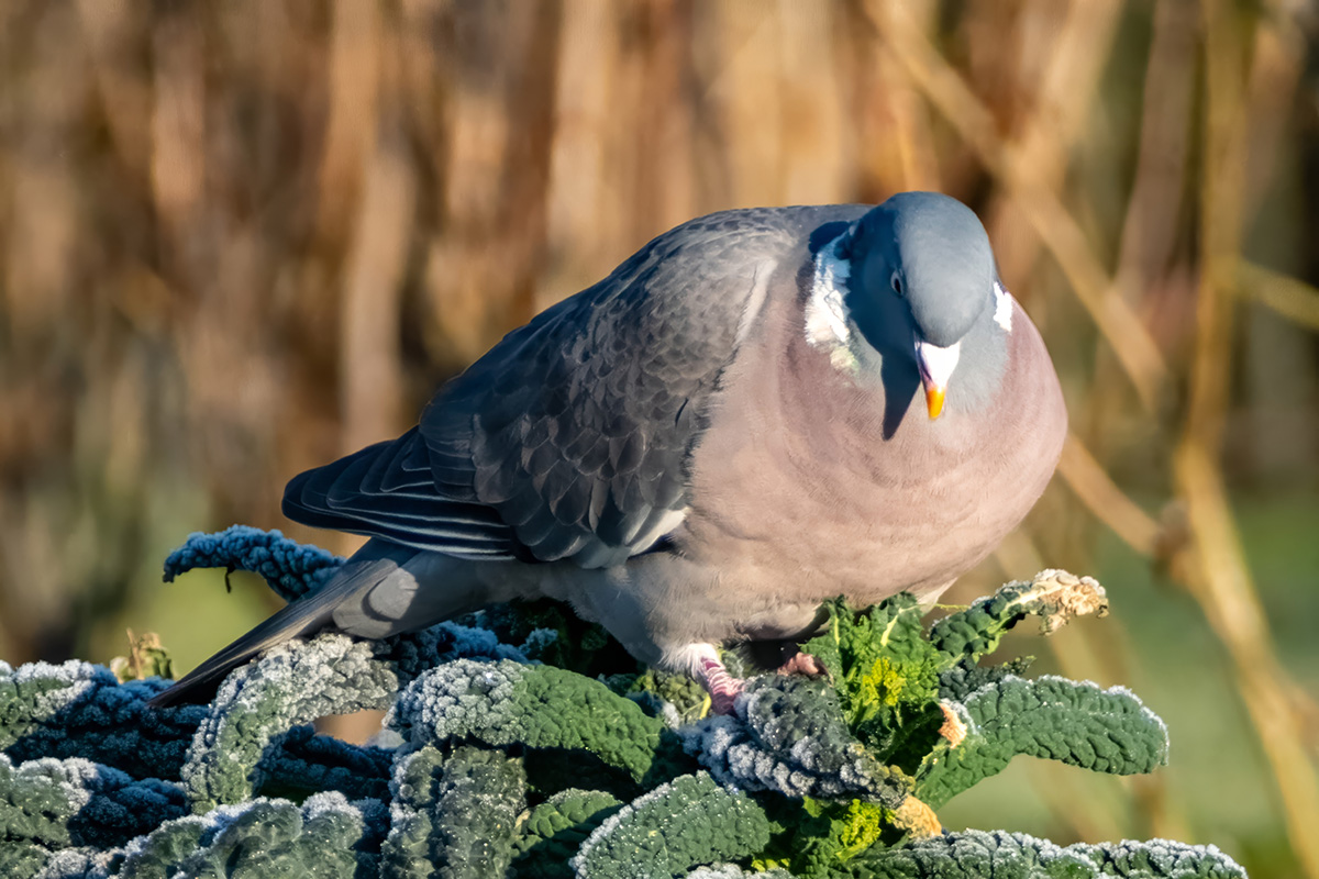 pigeon resting on frosted kale leaves