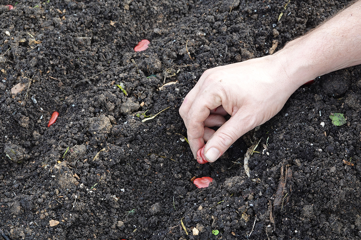 Man planting broad beans