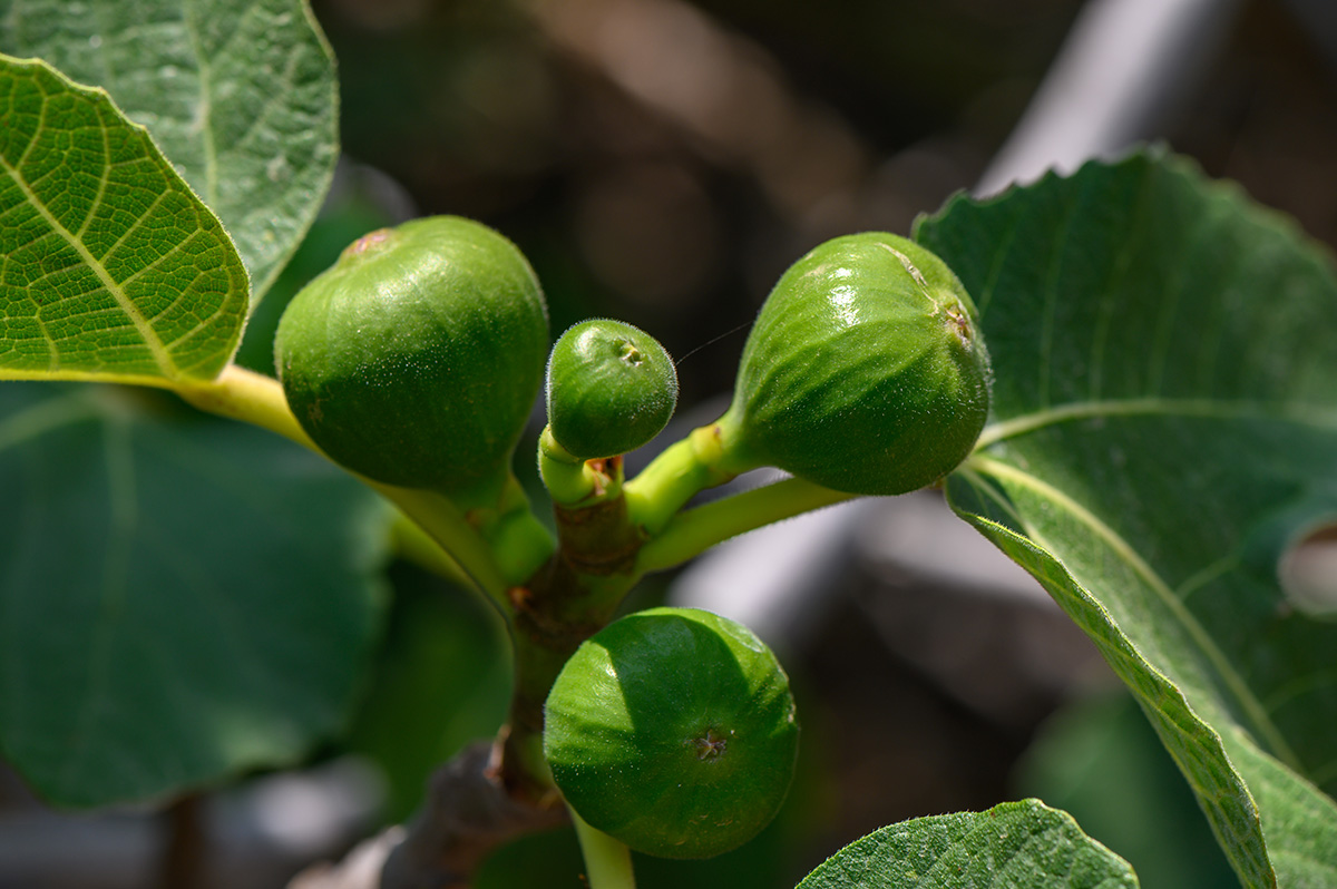 Figs growing