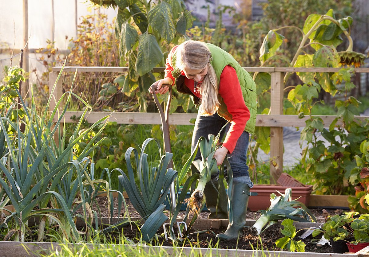 Woman harvesting leeks on allotment