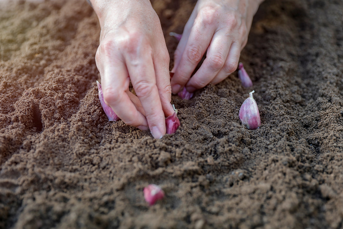 woman planting garlic