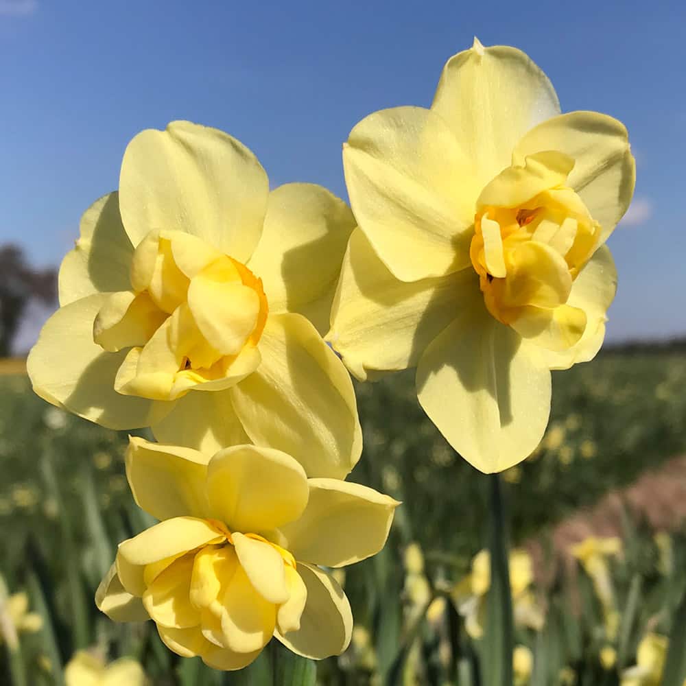 Daffodil Yellow Cheerfulness Pack Of 10 Bulbs Richard Jackson Garden