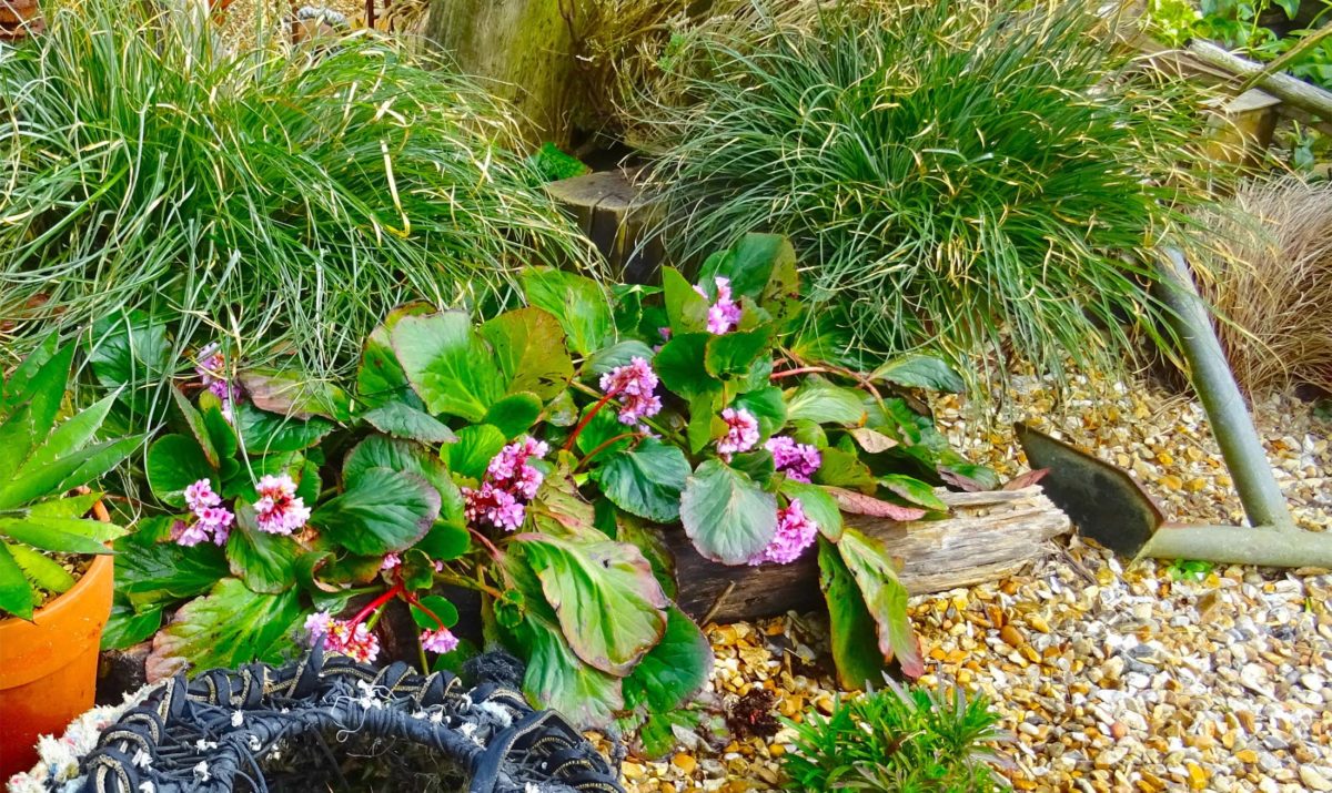 Bergenia at Driftwood