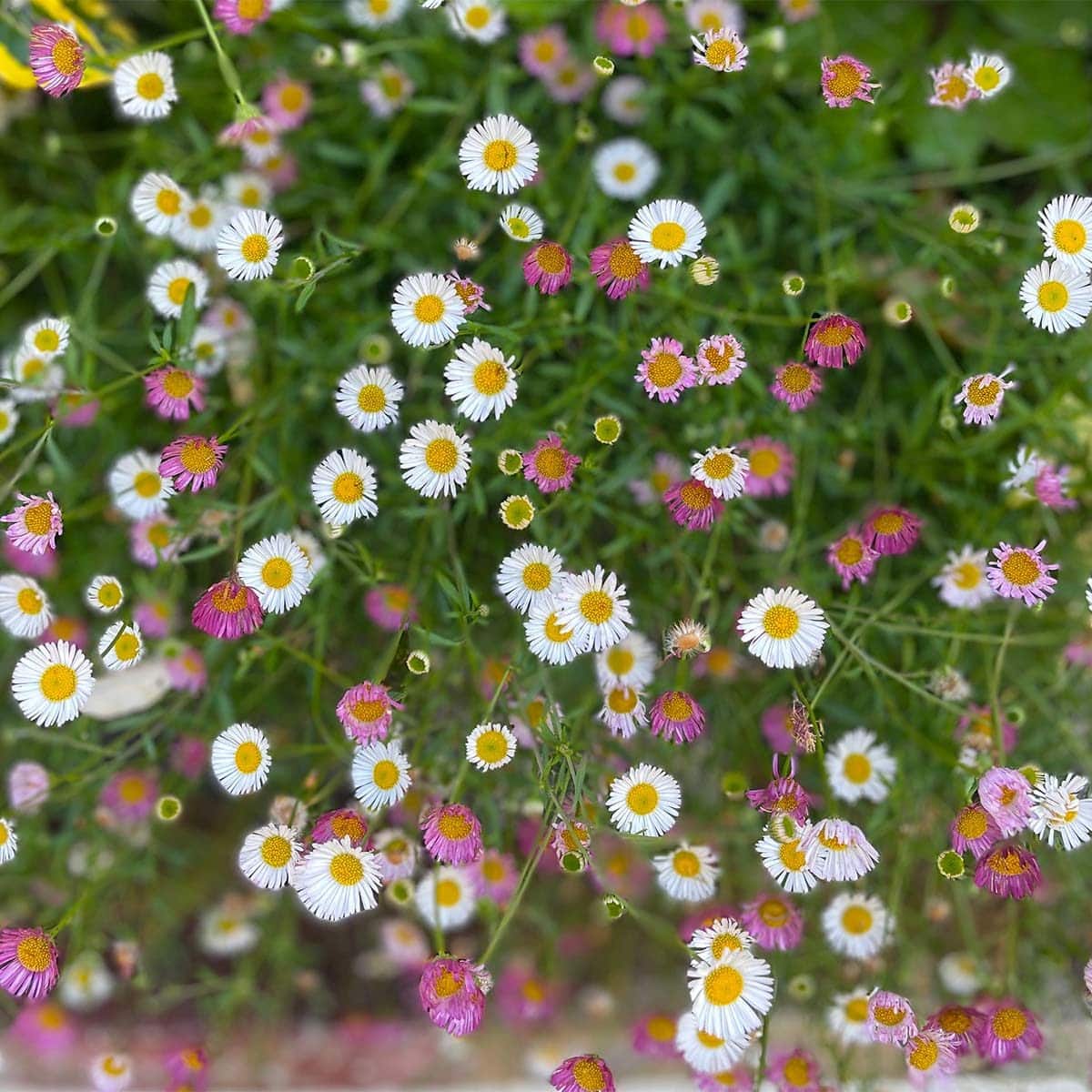 Erigeron Karvinskianus_Mexican Fleabane