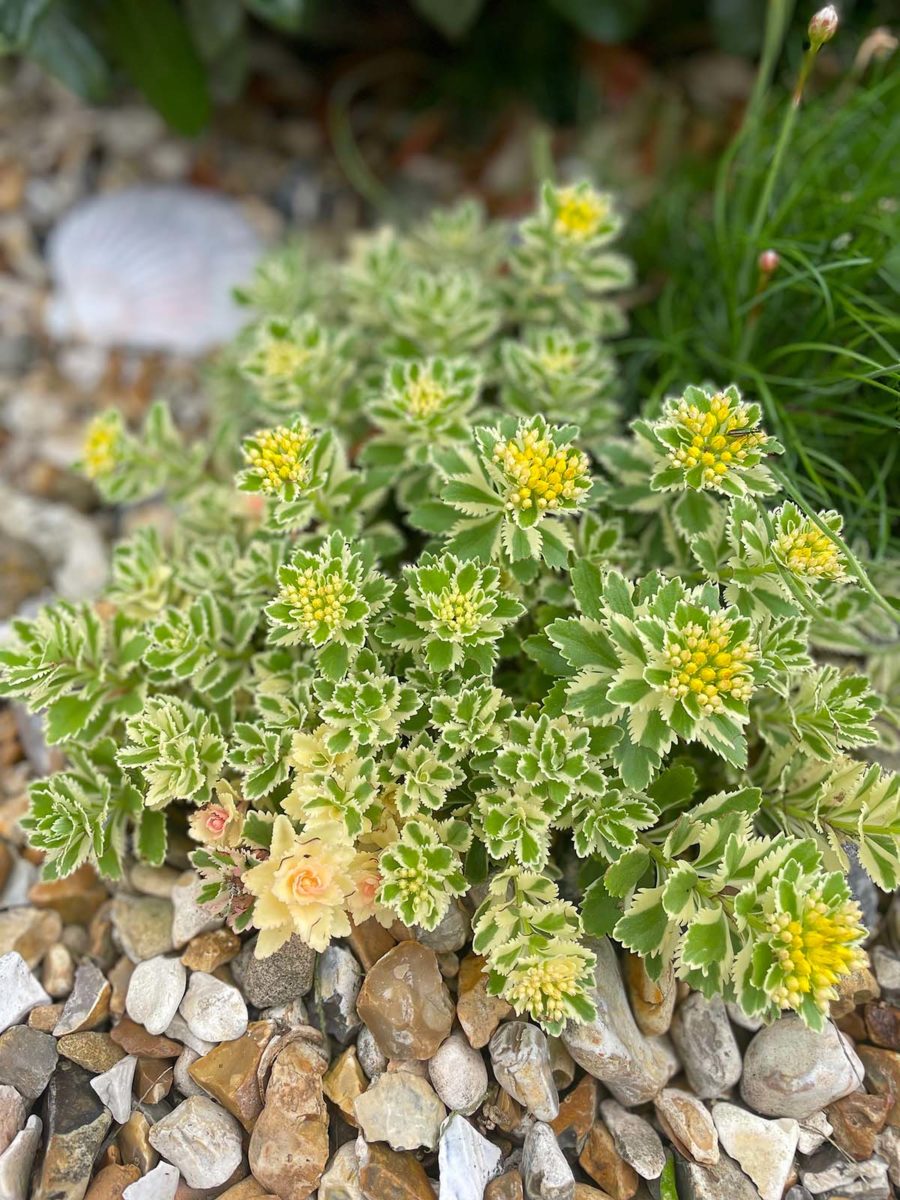 Sedum Atlantis at Driftwood