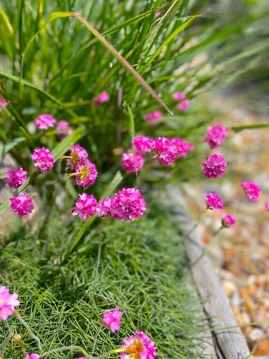 Thrift at Driftwood