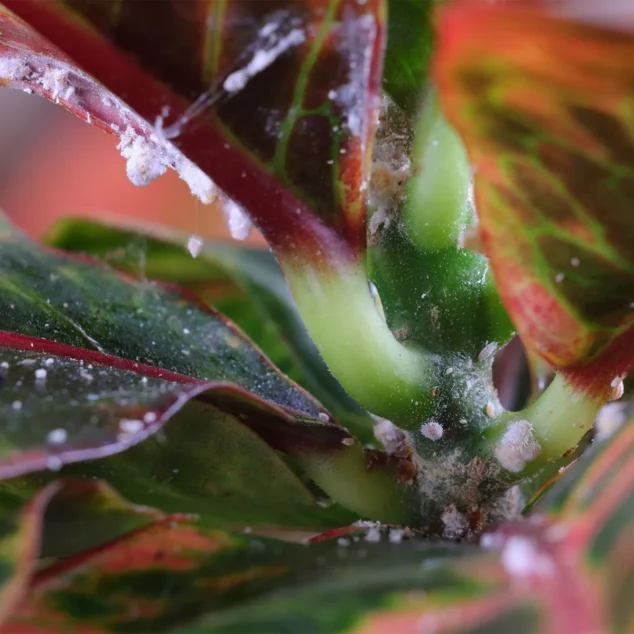 Houseplant infected with mealy bug