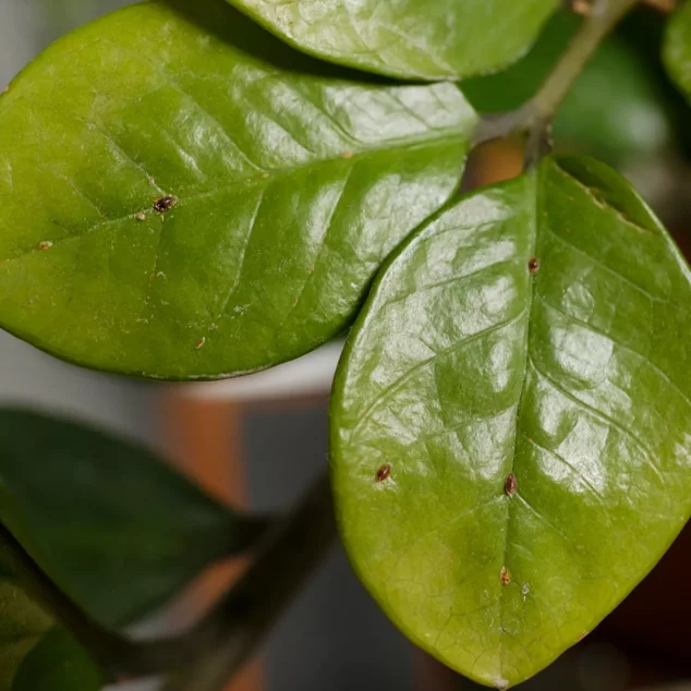 Houseplant infected with scale insect