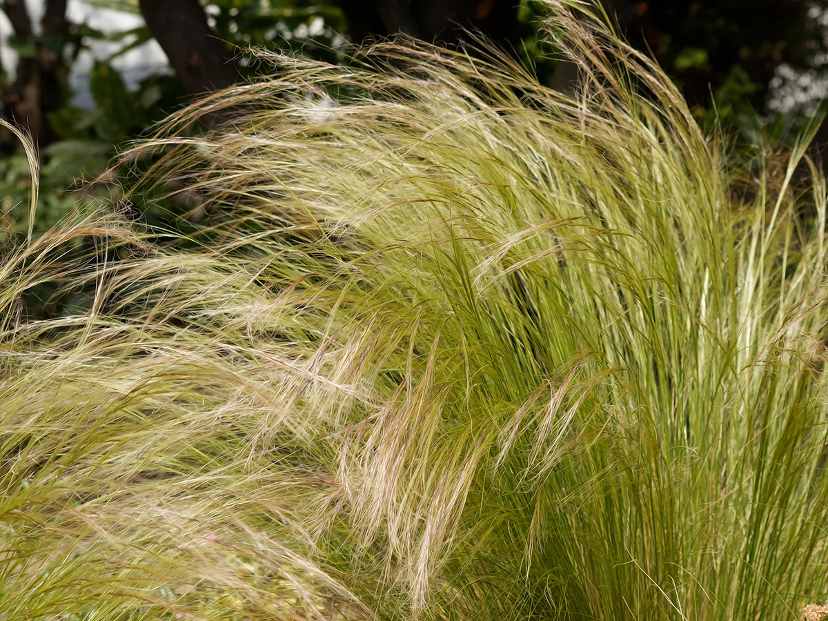 Nassella tenuissima (Stipa)