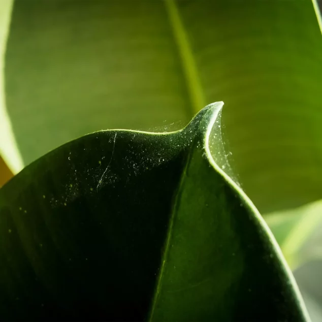 Houseplant infected with spider mite