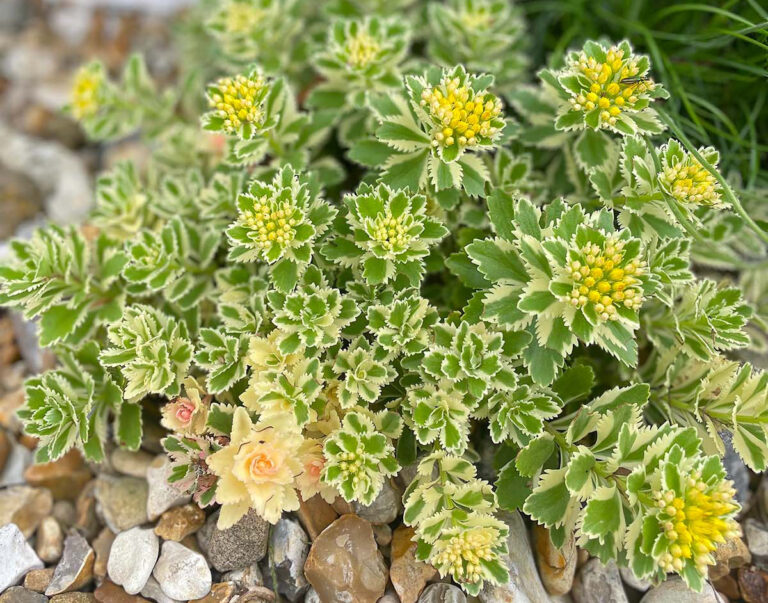 Sedum atlantis at Driftwood Garden